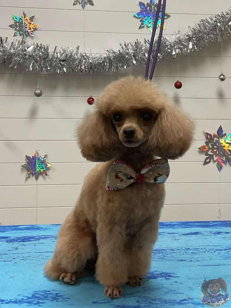 Annie thumbnail 6