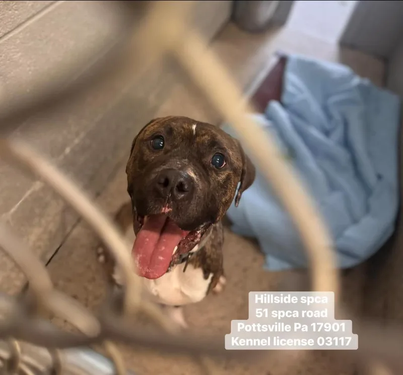 An adult large-sized male Boxer dog named Tony for adoption in Pottsville, PA
