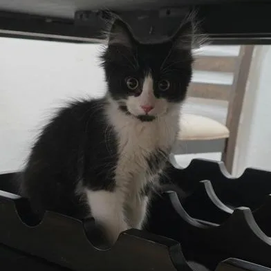 A baby medium-sized male Black & White / Tuxedo Domestic Medium Hair cat named Cannoli for adoption in Liverpool, TX