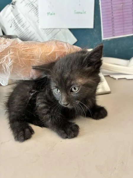 A baby small-sized male Domestic Short Hair cat named Spice for adoption in Salt Lake City, UT