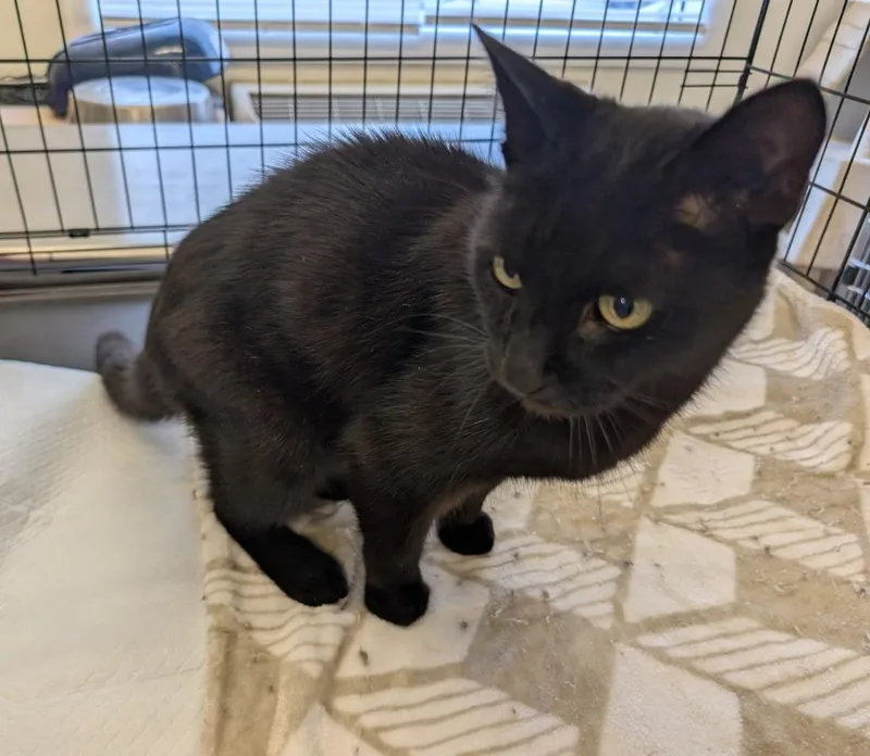 A young medium-sized male Domestic Short Hair cat named Jude for adoption in Havre, MT