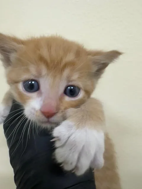 A baby small-sized male Domestic Short Hair cat named Garfield for adoption in Fremont, CA