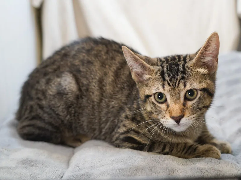 A baby medium-sized male Tabby cat named Marco for adoption in Garland, TX