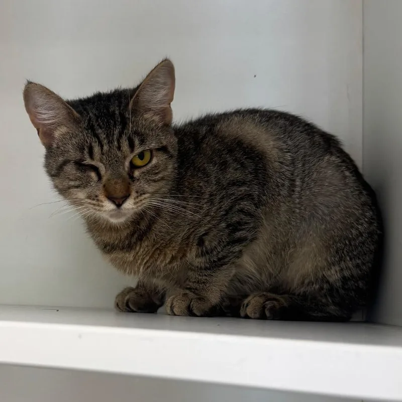 An adult medium-sized female Brown / Chocolate American Bobtail cat named Rue for adoption in Easton, PA