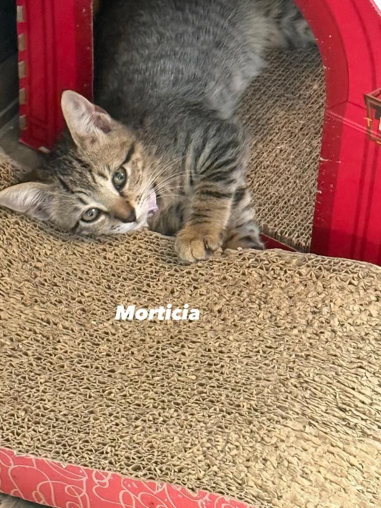 Morticia thumbnail 2