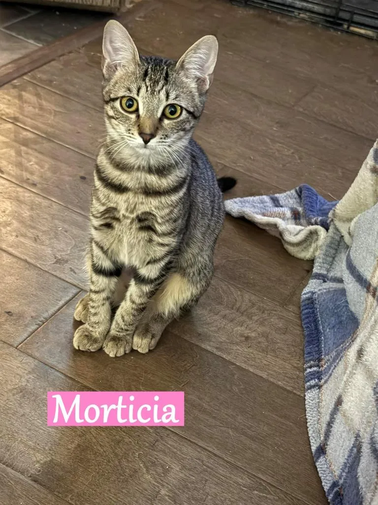 Morticia thumbnail 3