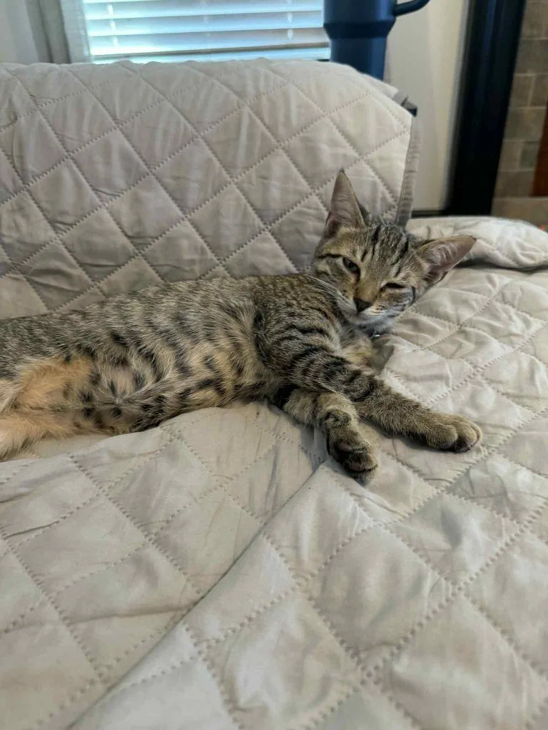 Morticia thumbnail 4