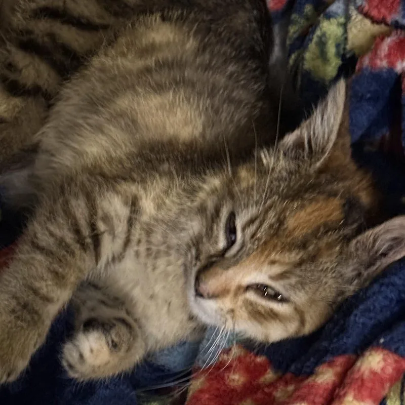 A baby small-sized female Torbie Domestic Short Hair cat named Rachel C for adoption in Minnetonka, MN