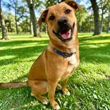 A young small-sized female Red / Chestnut / Orange Mixed Breed dog named Whitney Coming Soon for adoption in Dover, NH