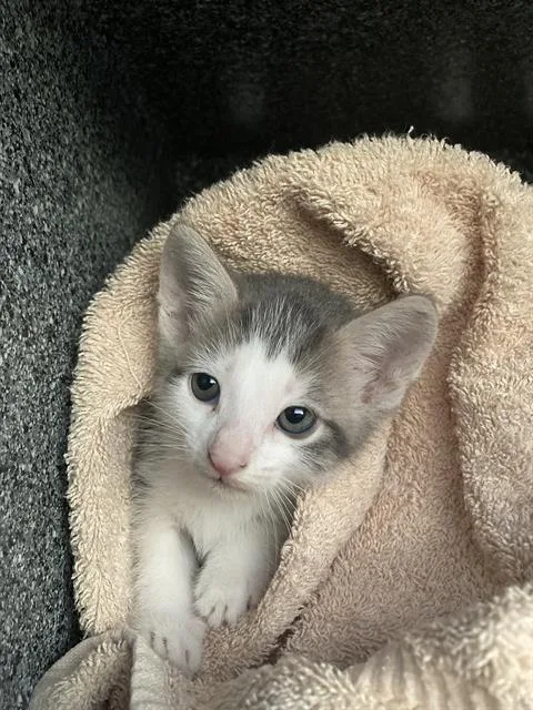 A baby small-sized female Domestic Short Hair cat named Dreamy for adoption in Dallas, TX