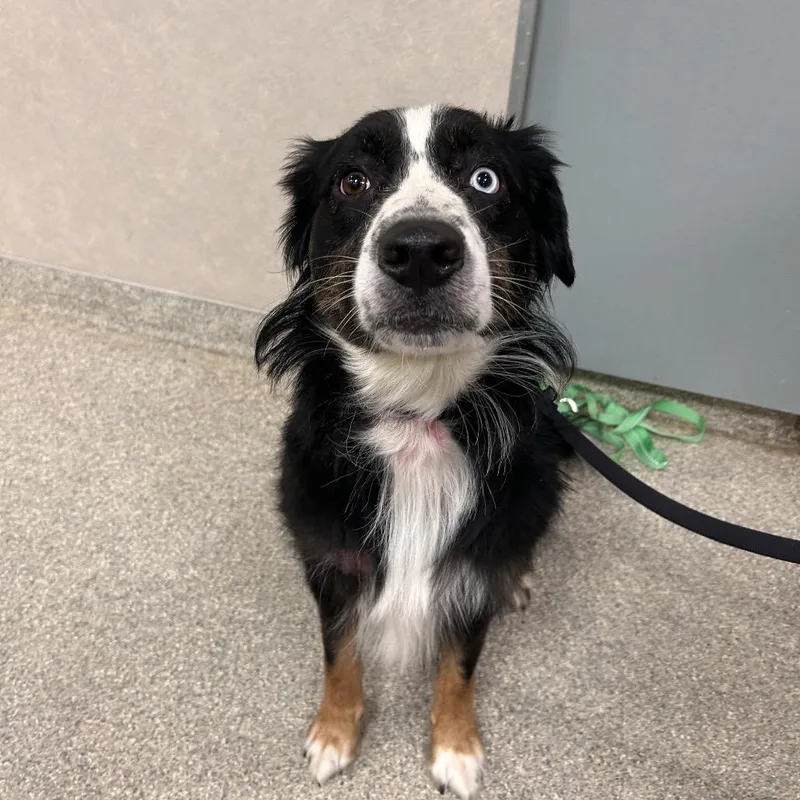 An adult large-sized male Black Mixed Breed dog named Rocky Road for adoption in Jacksonville, FL
