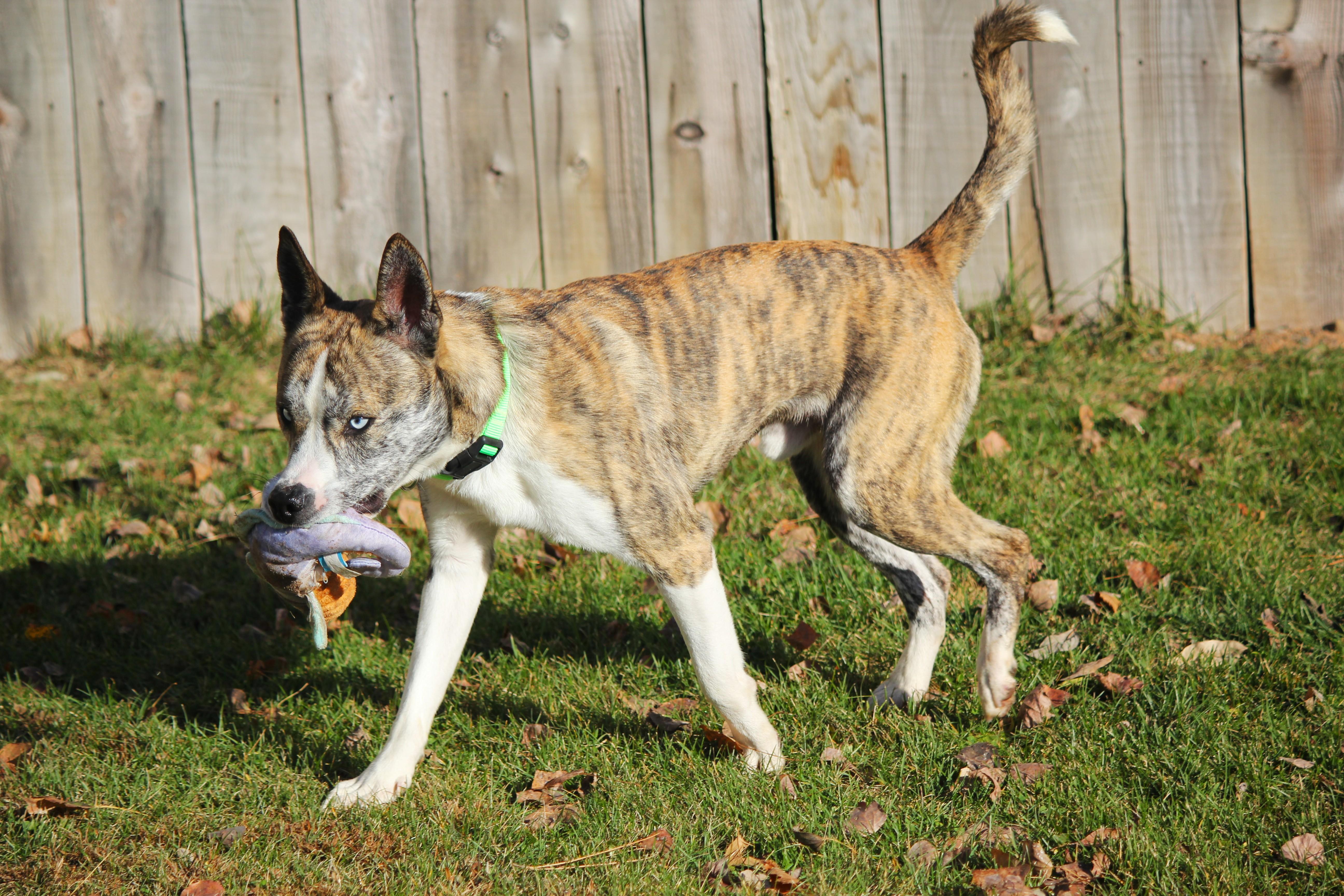 A young medium-sized male Cattle Dog dog named Stanley for adoption in Hayward, WI