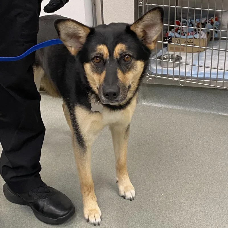An adult medium-sized female Black German Shepherd Dog dog named Tink for adoption in Westminster, CA