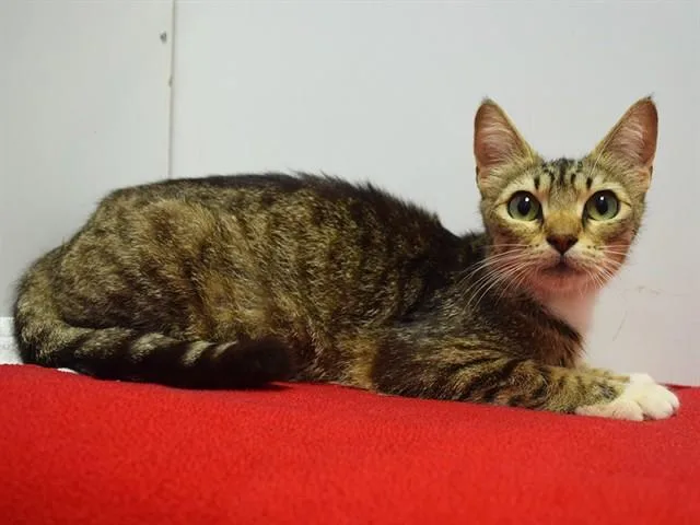 A young medium-sized female Domestic Short Hair cat named Kenzie for adoption in Sacramento, CA