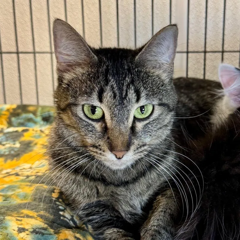 A young medium-sized female Domestic Short Hair cat named Babi for adoption in Saginaw, MI