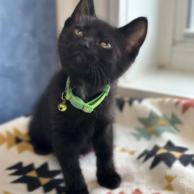 A young medium-sized male Black Domestic Short Hair cat named Dallas for adoption in Clinton, IL