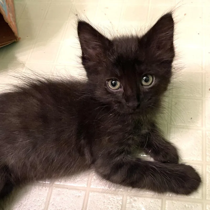 A baby small-sized male Black Domestic Medium Hair cat named Roy for adoption in Springfield, IL