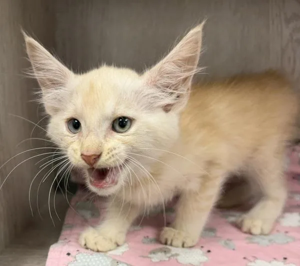 A baby small-sized male Domestic Short Hair cat named Baby Yoda for adoption in Lafayette, LA
