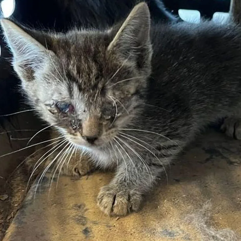 A young small-sized male Brown / Chocolate Domestic Short Hair cat named Prince for adoption in Kingman, AZ