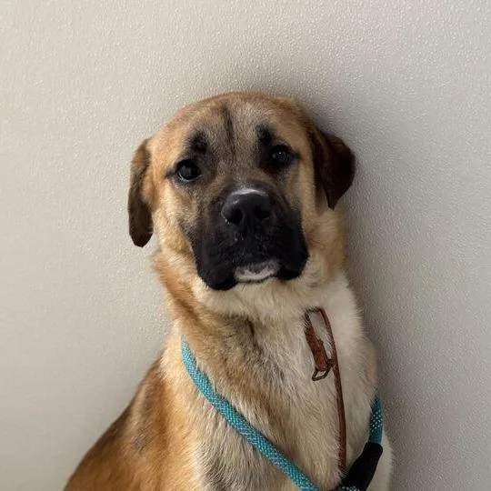 An adult large-sized male Yellow / Tan / Blond / Fawn Mixed Breed dog named Koda Bear for adoption in Davenport, IA