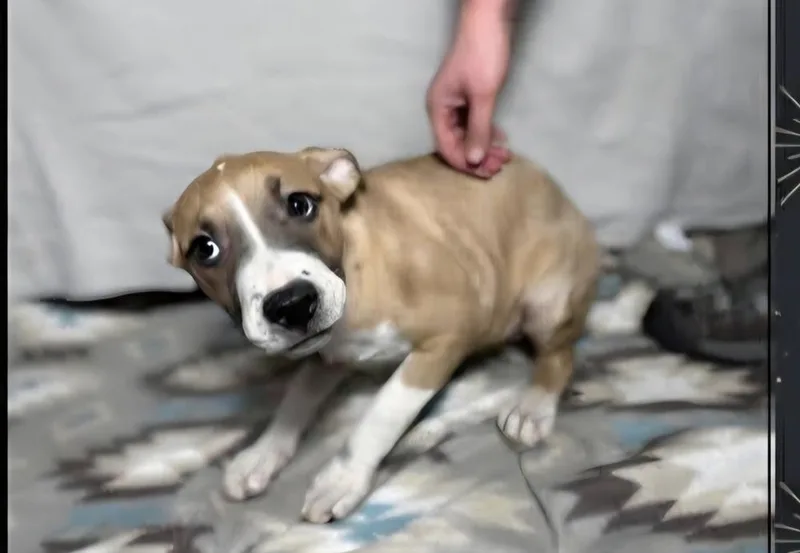 Floyd Dawgs : Orisa