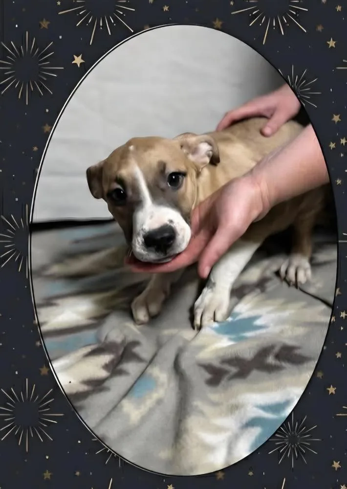 Floyd Dawgs : Orisa thumbnail 2