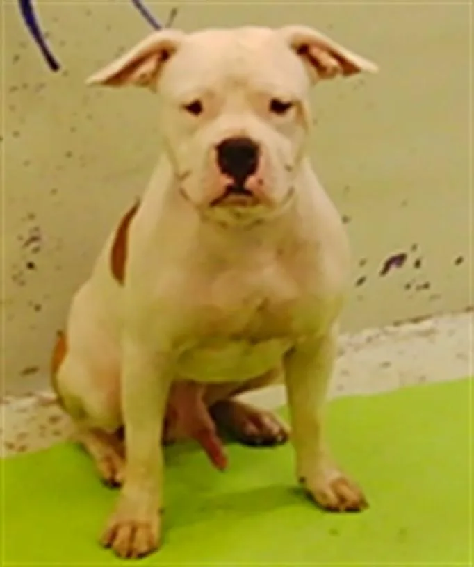 A young large-sized male Staffordshire Bull Terrier dog named Duke for adoption in Houston, TX