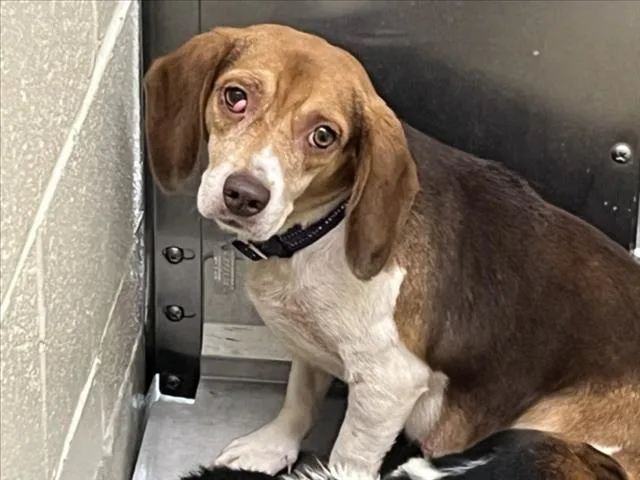 An adult small-sized female Beagle dog named Sweet for adoption in Chapel Hill, NC
