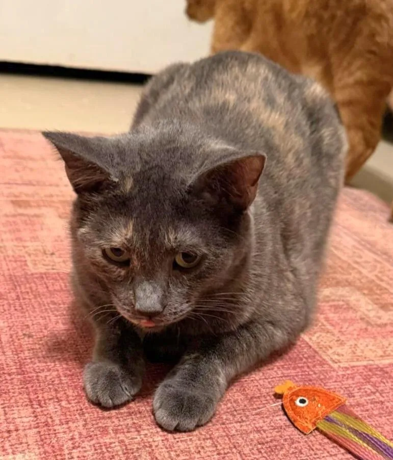 An adult medium-sized female Dilute Tortoiseshell Domestic Short Hair cat named Sepia for adoption in Houston, TX