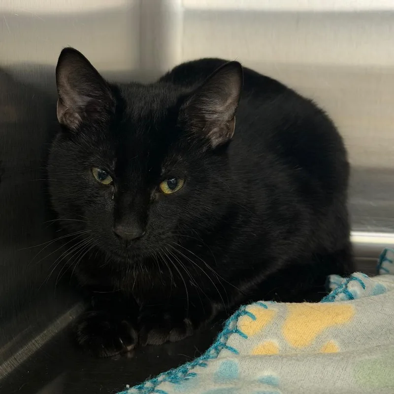 A baby medium-sized male Black Domestic Short Hair cat named Felix for adoption in Blairsville, GA