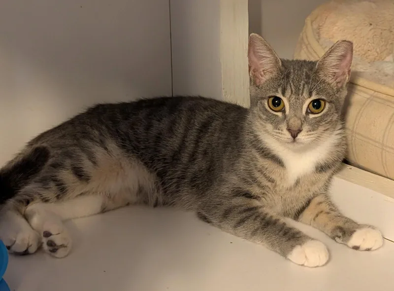 A young medium-sized female Gray & White Domestic Short Hair cat named Kimi for adoption in Pompano Beach, FL