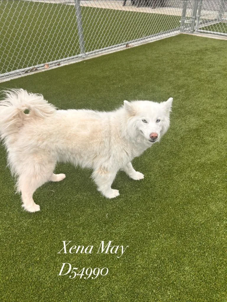 A young medium-sized female Husky dog named Xena May for adoption in Clarksville, TN