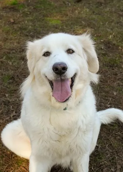 Silvermist thumbnail 3