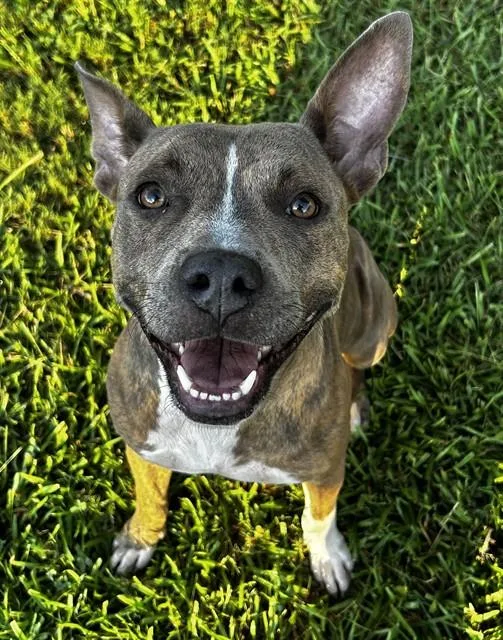 An adult medium-sized female Pit Bull Terrier dog named Harmony for adoption in Appling, GA