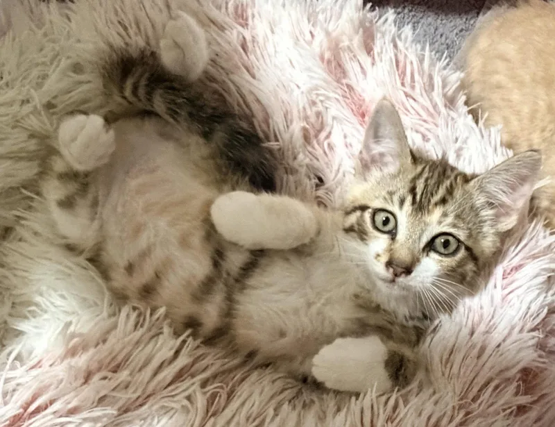 A baby medium-sized male Domestic Short Hair cat named Spencer Ross for adoption in San Luis Obispo, CA