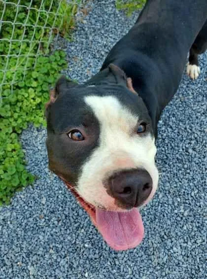 An adult medium-sized female Black Pit Bull Terrier dog named Luna for adoption in Williamsport, PA