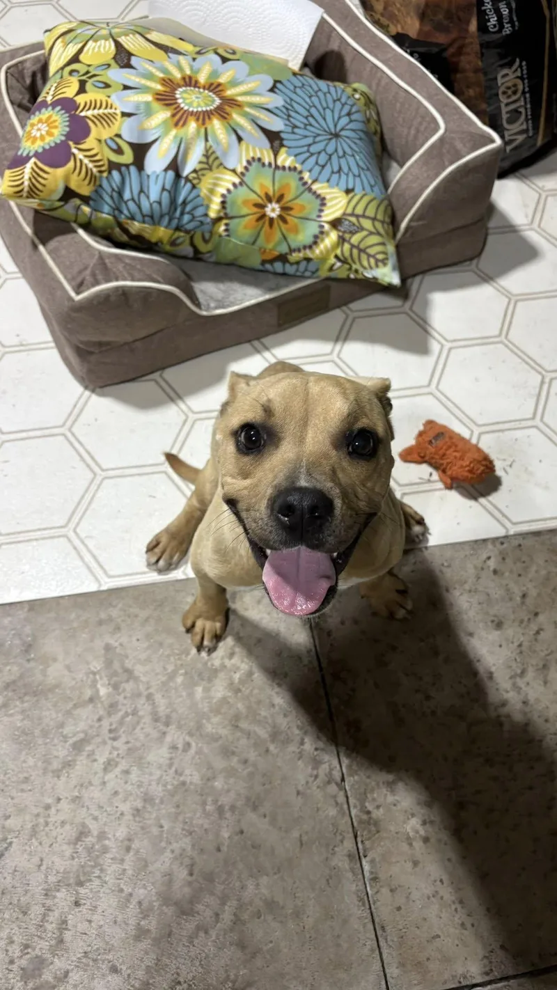 An adult medium-sized male Apricot / Beige Pit Bull Terrier dog named Topher for adoption in Ayden, NC