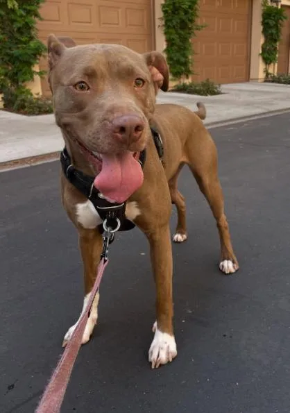 An adult medium-sized female Pit Bull Terrier dog named Maple for adoption in TEMECULA, CA