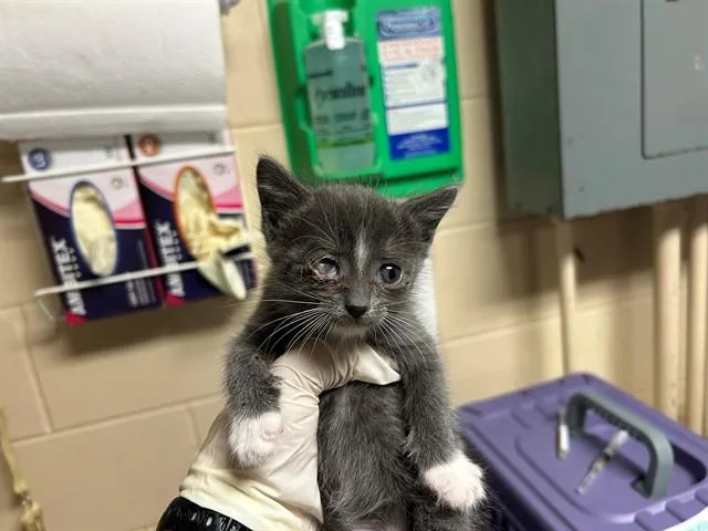 A baby small-sized male Domestic Short Hair cat named Cardinal for adoption in Ocala, FL