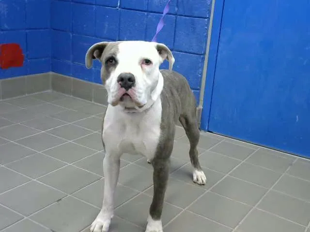 A young medium-sized male Pit Bull Terrier dog named Onyx for adoption in Albuquerque, NM