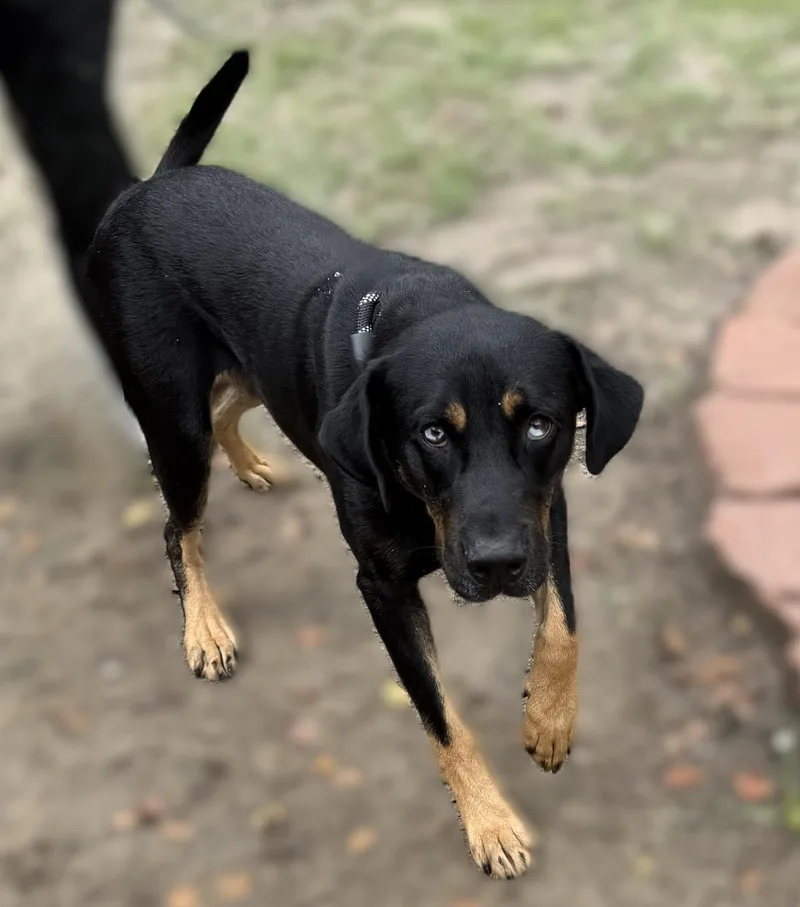 An adult medium-sized male Black Mixed Breed dog named Dutch for adoption in Slidell, LA