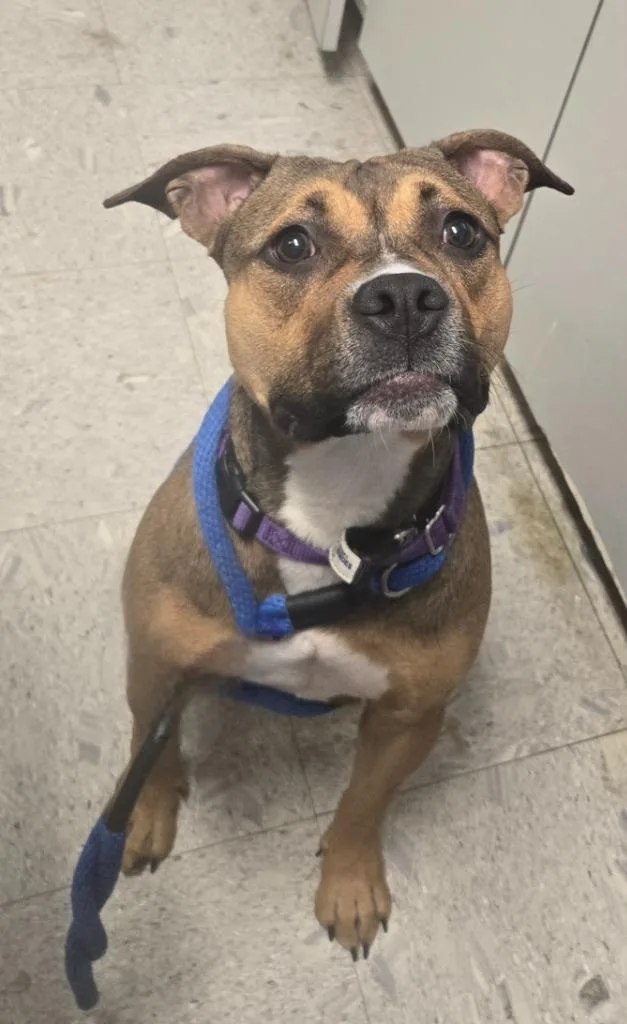A baby medium-sized female Terrier dog named Squirrel for adoption in Sandusky, OH