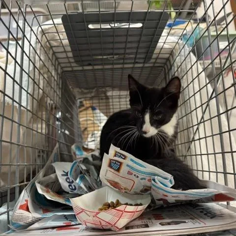 A baby small-sized female Black Domestic Short Hair cat named Peeps for adoption in Abingdon, MD