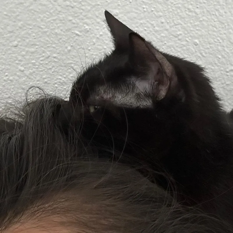 A young medium-sized female Brown / Chocolate Domestic Short Hair cat named Sunflower Park for adoption in Morrison, CO
