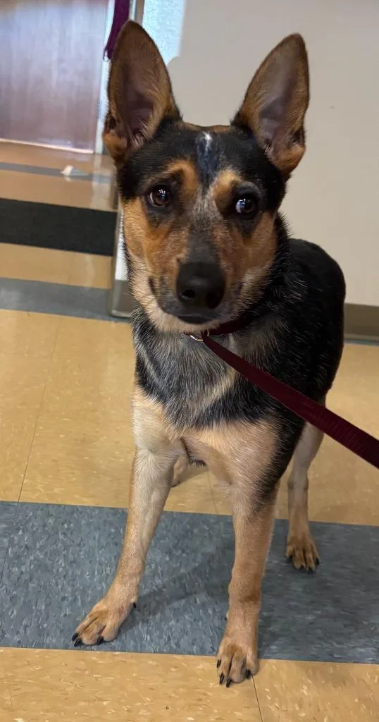 A young large-sized female Cattle Dog dog named Candy for adoption in Little Elm, TX