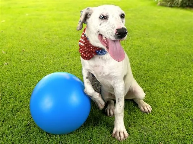 A baby medium-sized male Australian Cattle Dog / Blue Heeler dog named Greyson for adoption in Fort Lauderdale, FL