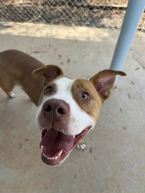A young medium-sized female Mixed Breed dog named Jenna for adoption in Charlotte, NC