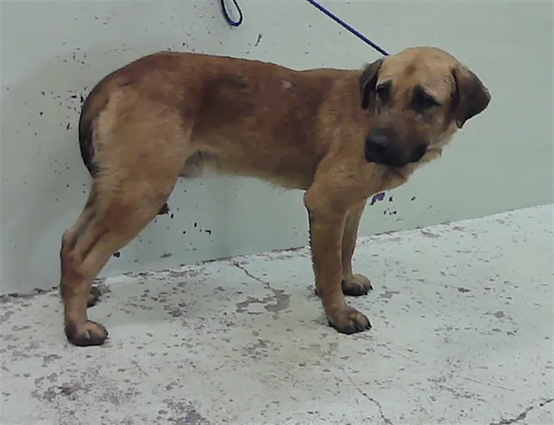 An adult medium-sized male Labrador Retriever dog named Balto for adoption in Houston, TX