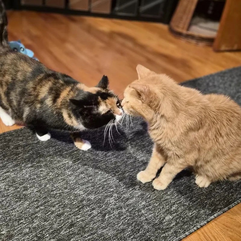 An adult small-sized female Domestic Short Hair cat named Ariana for adoption in Patchogue, NY