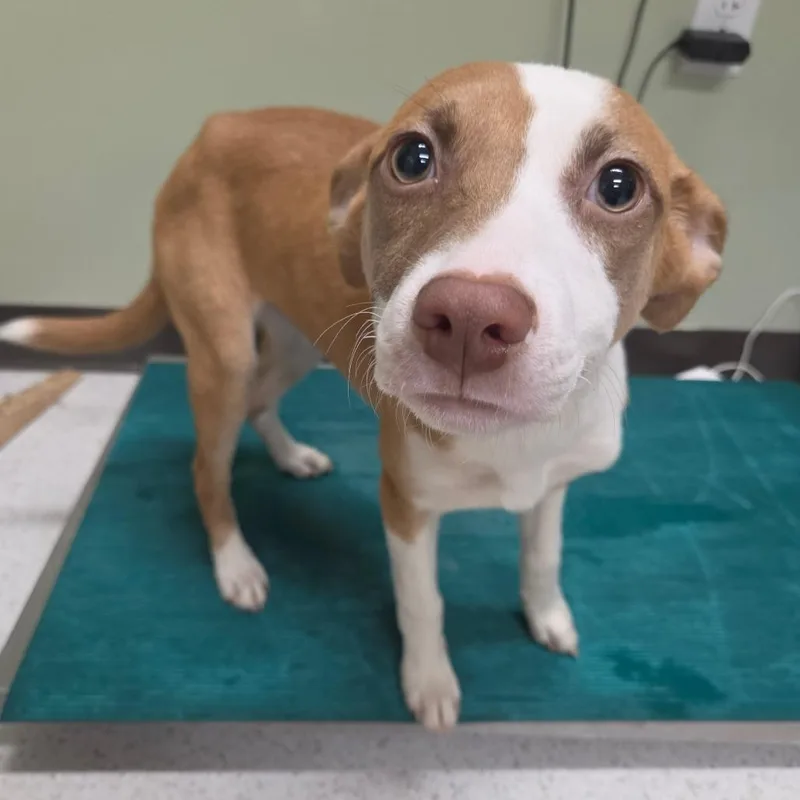 A baby small-sized male Black Mixed Breed dog named Owl for adoption in Binghamton, NY